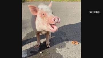 札幌・定山渓の国道で見つかったブタ　飼い主の元に無事戻る