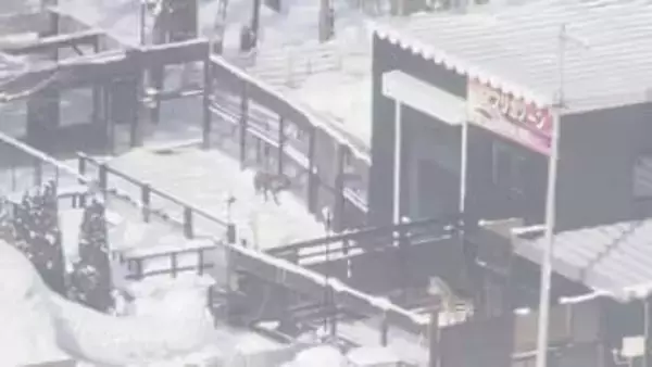 【違法建築問題】市長「これ以上の是正見込めない」札幌市、ノースサファリに除却命令に向けた手続き始める