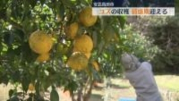 広島・安芸高田市　特産ユズの収穫が最盛期