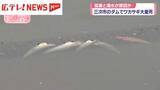 「１万匹超のワカサギが大量死　広島・三次のダム　猛暑と渇水原因か」の画像1