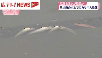１万匹超のワカサギが大量死　広島・三次の灰塚ダム　猛暑と渇水原因か