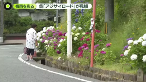 梅雨を彩る「アジサイロード」が見頃　広島・呉市