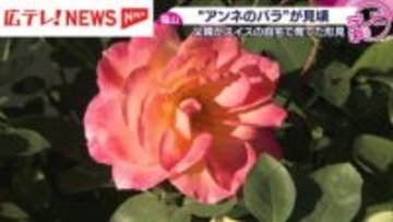 「アンネの日記」アンネ・フランク形見のバラが見頃　広島県福山市