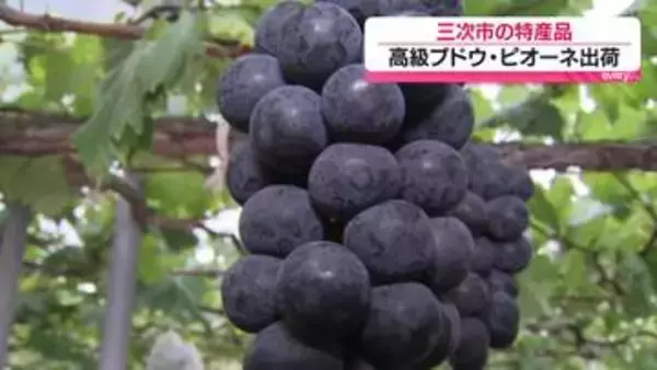 「大切な人や自分へのご褒美に」　三次市で特産品のピオーネ出荷
