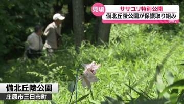 見頃のササユリ特別公開　年々数が減少し公園が保護活動・広島県庄原市
