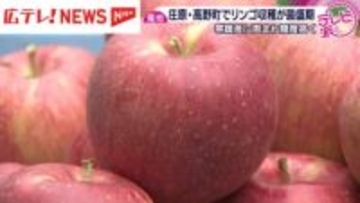 県内最大のリンゴの産地で収穫が最盛期　広島・庄原市