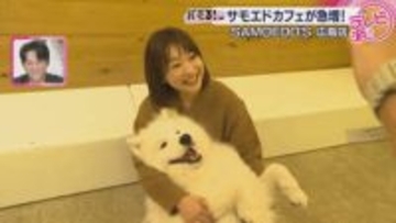 【バミる！】サモエドカフェ人気のヒミツは？！