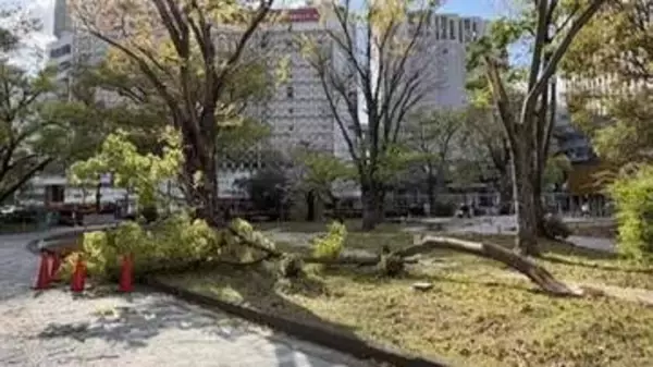 強風が原因か？広島県庁でけやきの木が折れる
