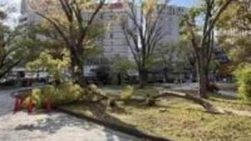 強風が原因か？広島県庁でけやきの木が折れる