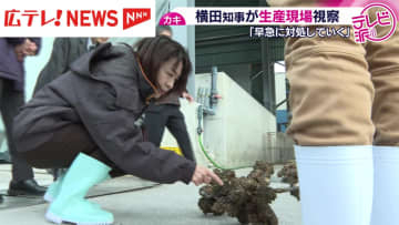 カキ大量死問題　横田知事　生産現場を視察