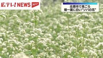 広島･庄原市  "ソバの花"畑一面に咲き揃い見ごろに