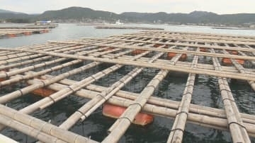 カキいかだ購入に総額20億円支援　広島県が補正予算案に追加へ