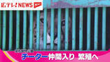 「広島市安佐動物公園にメスのチーターが仲間入り　繁殖を目指す」の画像1