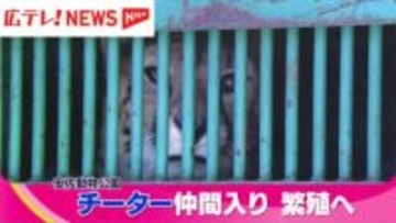 広島市安佐動物公園にメスのチーターが仲間入り　繁殖を目指す