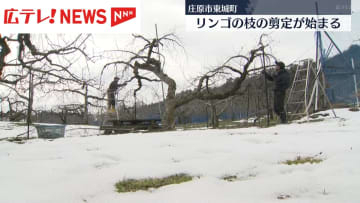 リンゴの枝の剪定が始まる　庄原市東城町