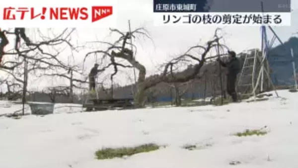 リンゴの枝の剪定が始まる　庄原市東城町