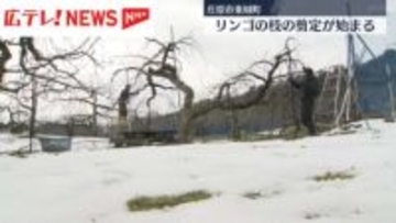 リンゴの枝の剪定が始まる　庄原市東城町