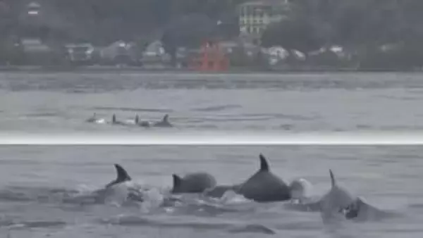 宮島沖でイルカ遊泳