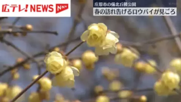 春の訪れ告げる花「ロウバイ」3月上旬まで見ごろ　庄原市・備北丘陵公園