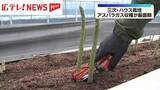 「広島・三次市　ハウス栽培のアスパラガス収穫　最盛期迎える」の画像1