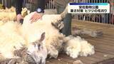 「暑さ対策でヒツジの毛刈り　広島市安佐動物公園」の画像1