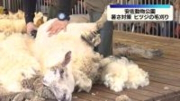 暑さ対策でヒツジの毛刈り　広島市安佐動物公園