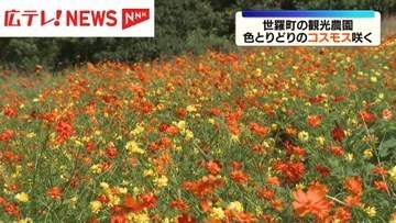 色とりどりのコスモス咲く　広島・世羅町