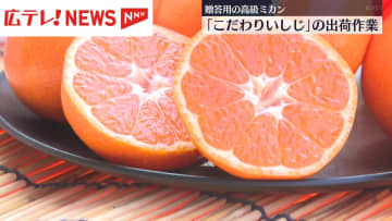 高級ミカン「こだわりいしじ」の出荷　呉市倉橋町