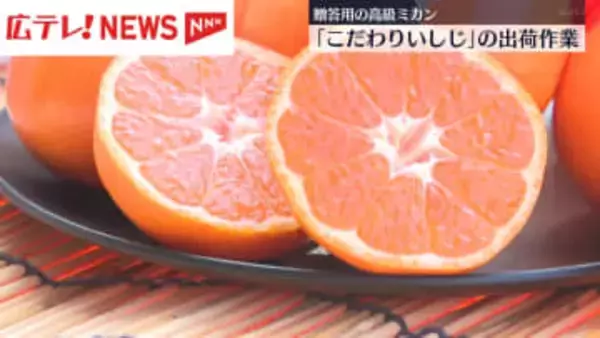 高級ミカン「こだわりいしじ」の出荷　呉市倉橋町