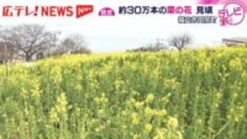 瀬戸内海と30万本の菜の花の共演　広島・福山市