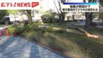 県庁敷地内でケヤキの大きな枝折れる　ケガ人や施設への被害なし