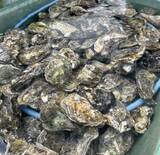 「養殖カキがなくなる　盗まれた可能性も　廿日市市」の画像1