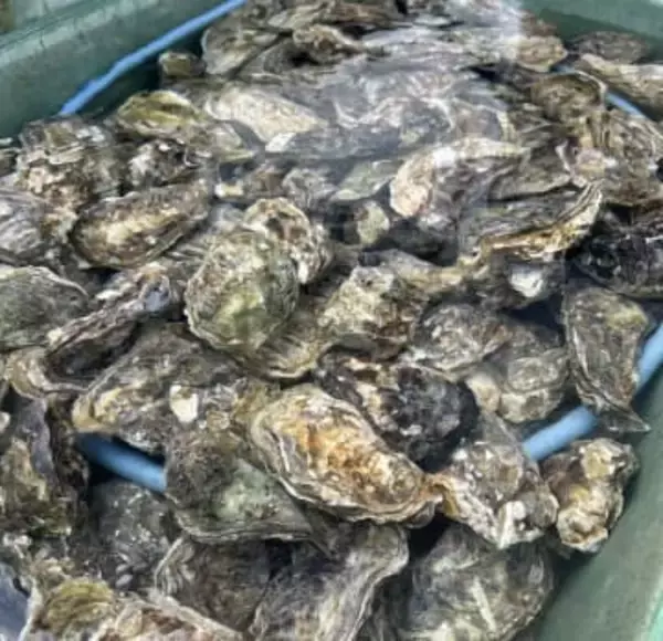 養殖カキがなくなる　盗まれた可能性も　廿日市市