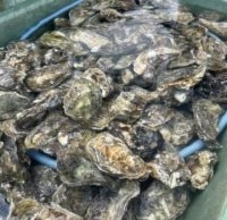 養殖カキがなくなる　盗まれた可能性も　廿日市市