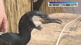 「「三次の鵜飼」をPR　知事を表敬訪問」の画像1