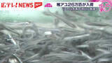「広島・三次の育成施設に稚アユ２６万匹が入荷」の画像1