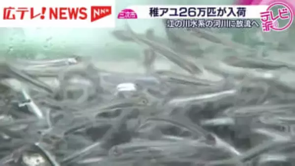 広島・三次の育成施設に稚アユ２６万匹が入荷