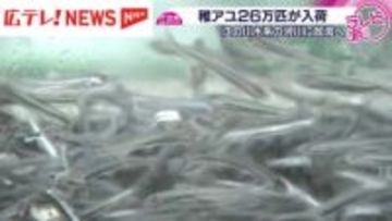 広島・三次の育成施設に稚アユ２６万匹が入荷