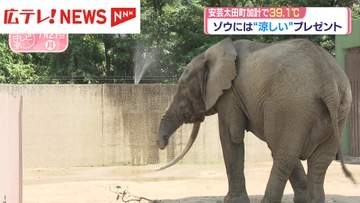 ゾウに“涼しい”プレゼント　広島市安佐動物公園