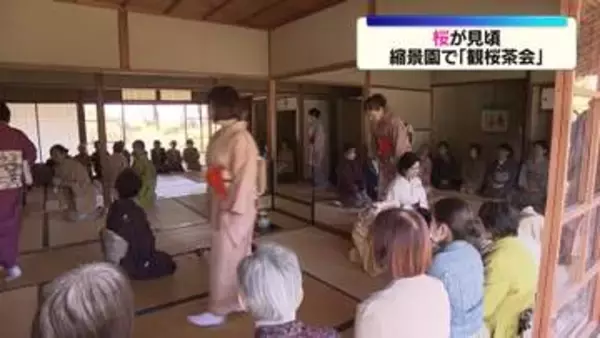 「広島・縮景園で恒例の「観桜茶会」」の画像