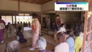 広島・縮景園で恒例の「観桜茶会」