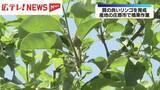 「良質なリンゴ育成のため　リンゴ園で摘果作業はじまる・広島県庄原市」の画像1