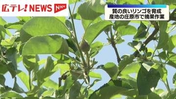 良質なリンゴ育成のため　リンゴ園で摘果作業はじまる・広島県庄原市