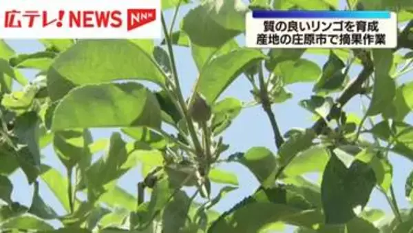 良質なリンゴ育成のため　リンゴ園で摘果作業はじまる・広島県庄原市