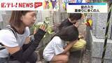 「色鮮やかな灯籠が並ぶ　広島のお盆の墓参り」の画像1