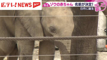 広島市の安佐動物公園で8月に生まれたマルミミゾウの赤ちゃんの名前が、1万票を超える応募の中から決まりました。