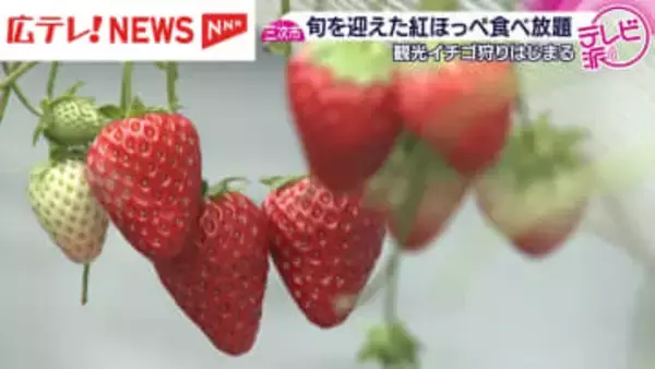 30分食べ放題「観光イチゴ狩り」始まる　広島・三次