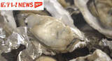 「【特集】生産量日本一の広島カキの大量死で広がる影響　「おいしかったの声に勇気をもらう」　苦境に立たされても前を向く生産者」の画像1