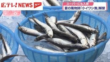 夏の風物詩「小イワシ漁」解禁　スーパーにも入荷