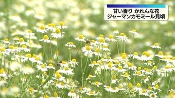 北広島町「ジャーマンカモミール」見頃
